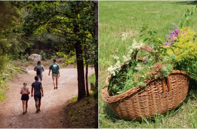 Miškuose slypi natūrali „aukso gysla“: kokias žoleles dar galima rinkti ir ko geriau neliesti