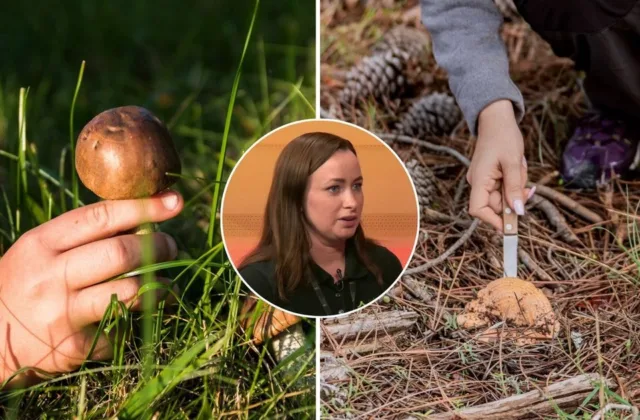 Rauti ar pjauti? Specialistė atskleidė, kas: iš tiesų kenkia grybienai ir jūsų laimikiui