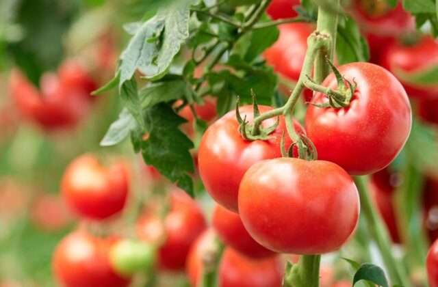 Pomidorai ilgai lieka žali? Šie: paprasti veiksmai gali padėti užauginti didesnį derlių