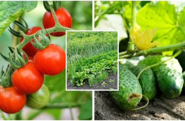 Rugpjūtis sode ir darže – metas, kai delsti pavojinga: šie darbai lems ir dabartinį, ir kitų metų derlių