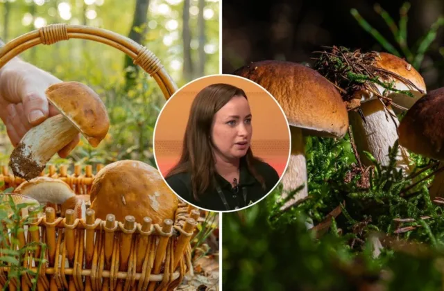 Baravykų miškuose vis dar trūksta: specialistė atskleidė, kada gali prasidėti tikrasis grybų bumas