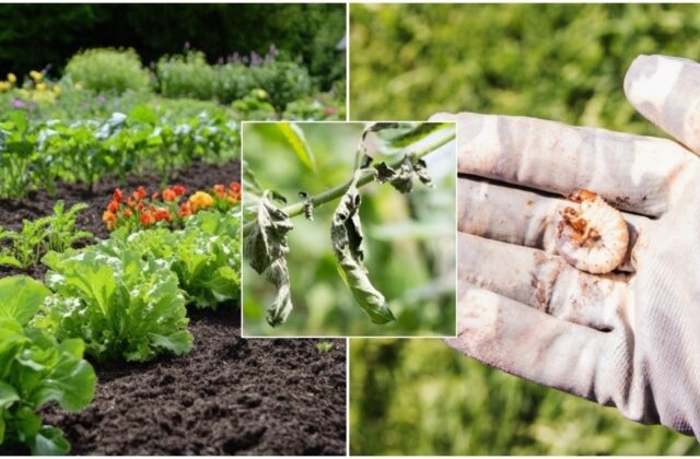 Tikrasis pavojus slepiasi ne ant lapų: štai kas gali sunaikinti augalus dar prieš pastebint problemą