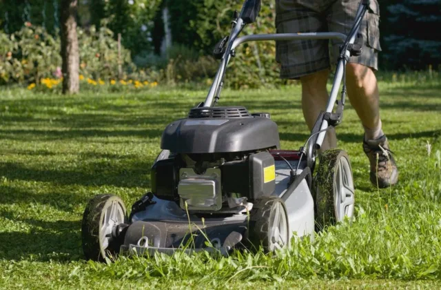 Veją prieš žiemą nupjauti būtina laiku: viena klaida gali ją pažeisti