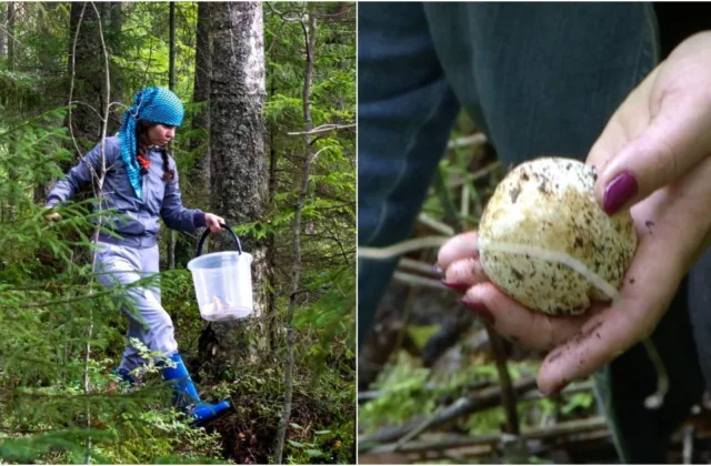 Miškuose ieškomas keistas grybas: jo kvapas išduoda neįtikėtiną augimo triuką
