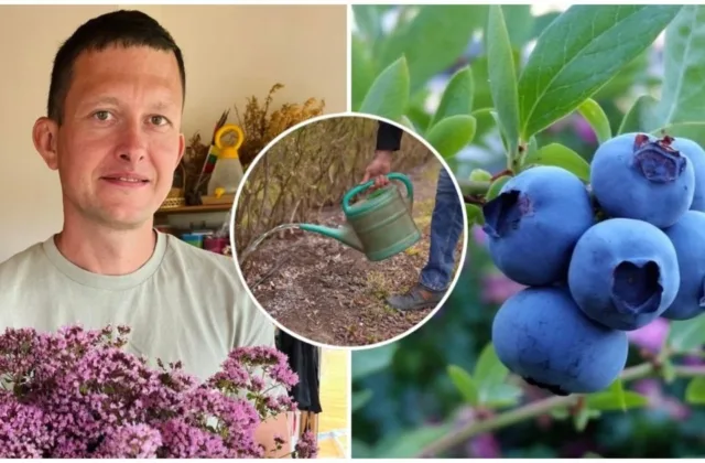Šilauogėms rudenį reikia vieno svarbaus dalyko: augintojas paaiškino, kas lems kitų metų derlių