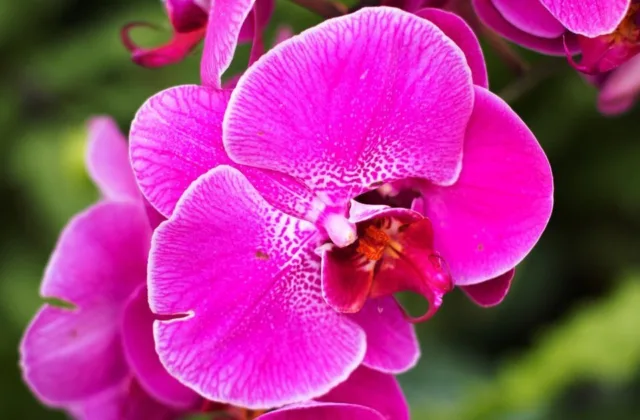 Orchidėjų laistymas gali lemti žiedų gausą: viena klaida augalui ypač kenkia