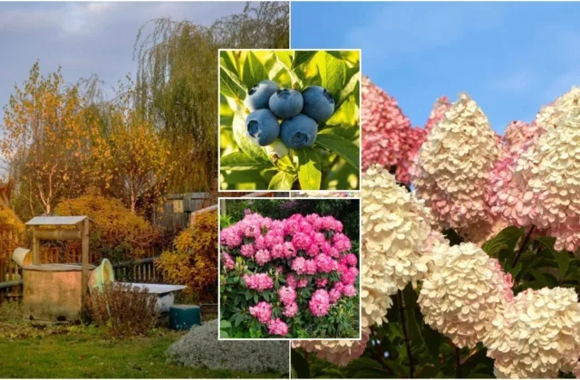 Rudenį tai būtina padaryti net šilauogėms ir rododendrams: viena klaida gali pakenkti augalams