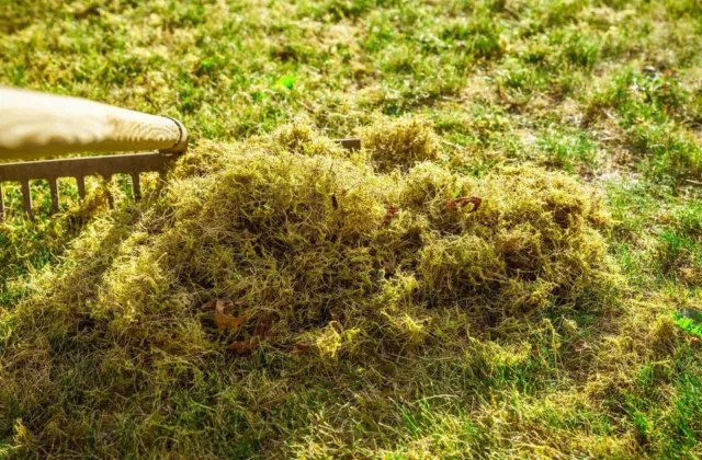 Veja prieš žiemą gali nustebinti: vienas rudens darbas lems, kaip ji atrodys pavasarį