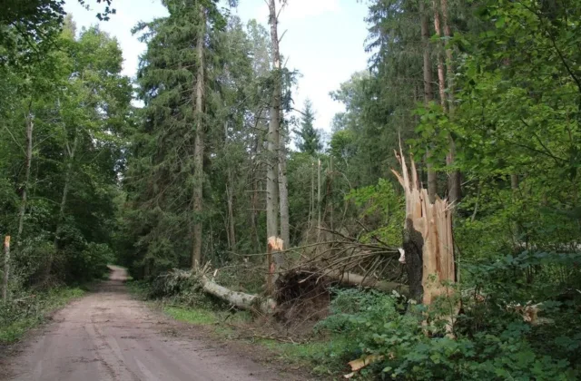 Seimas spręs dėl užsienio pagalbos energetikai: po audros paaiškėjo, kas galėtų keistis