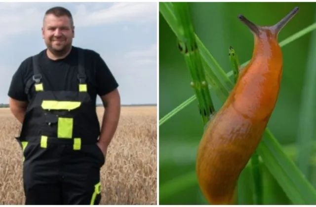 Šliužai niokojo rapsus, bet Kėdainių ūkininkas rado netikėtą išeitį: sprendimas slypėjo laboratorijoje