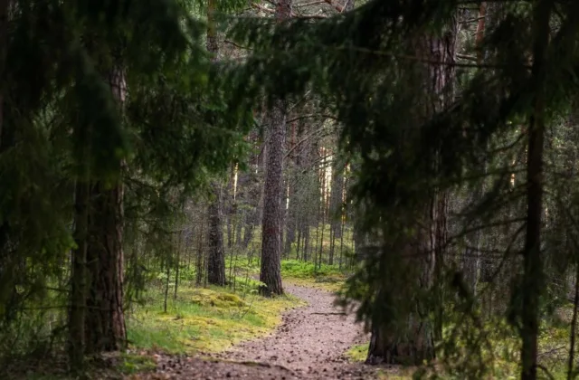 Miške pasiklysti gali kiekvienas: šis pasiruošimas gali išgelbėti kritiniu momentu