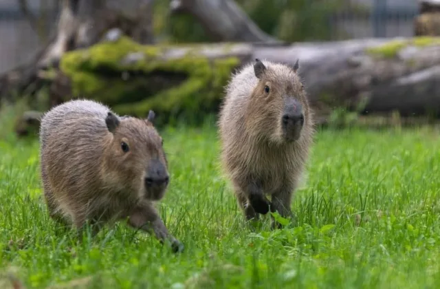 Kauno zoologijos sode – netikėta naujiena: lankytojus pasitiks du ypatingi Pietų Amerikos gyventojai