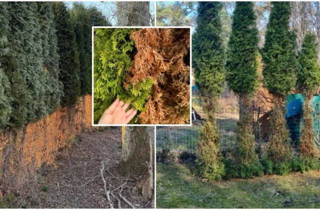 Tujos žiemą gali paruduoti ir tapti stirnų taikiniu: šie darbai padės išvengti žalos