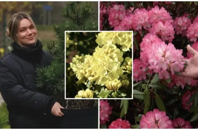 Rododendrai gali nustebinti žiedų gausa: viena klaida juos pražudo, o kita atima žiedus