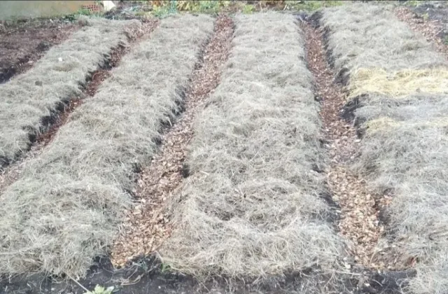 Šiaudai, lapai ar pjuvenos: kuo geriau uždengti česnaką žiemai