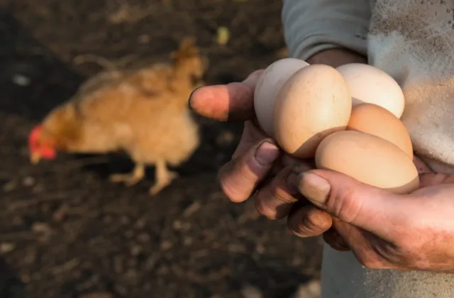 Jūsų vištos per dieną padės dešimtis kiaušinių. Štai ką reikia įmaišyti į jų pašarą