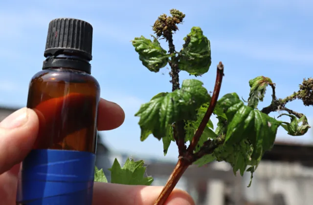 Dabar naudoju tik vieną amarų kontrolės produktą. Jis neįtikėtinai veiksmingas.